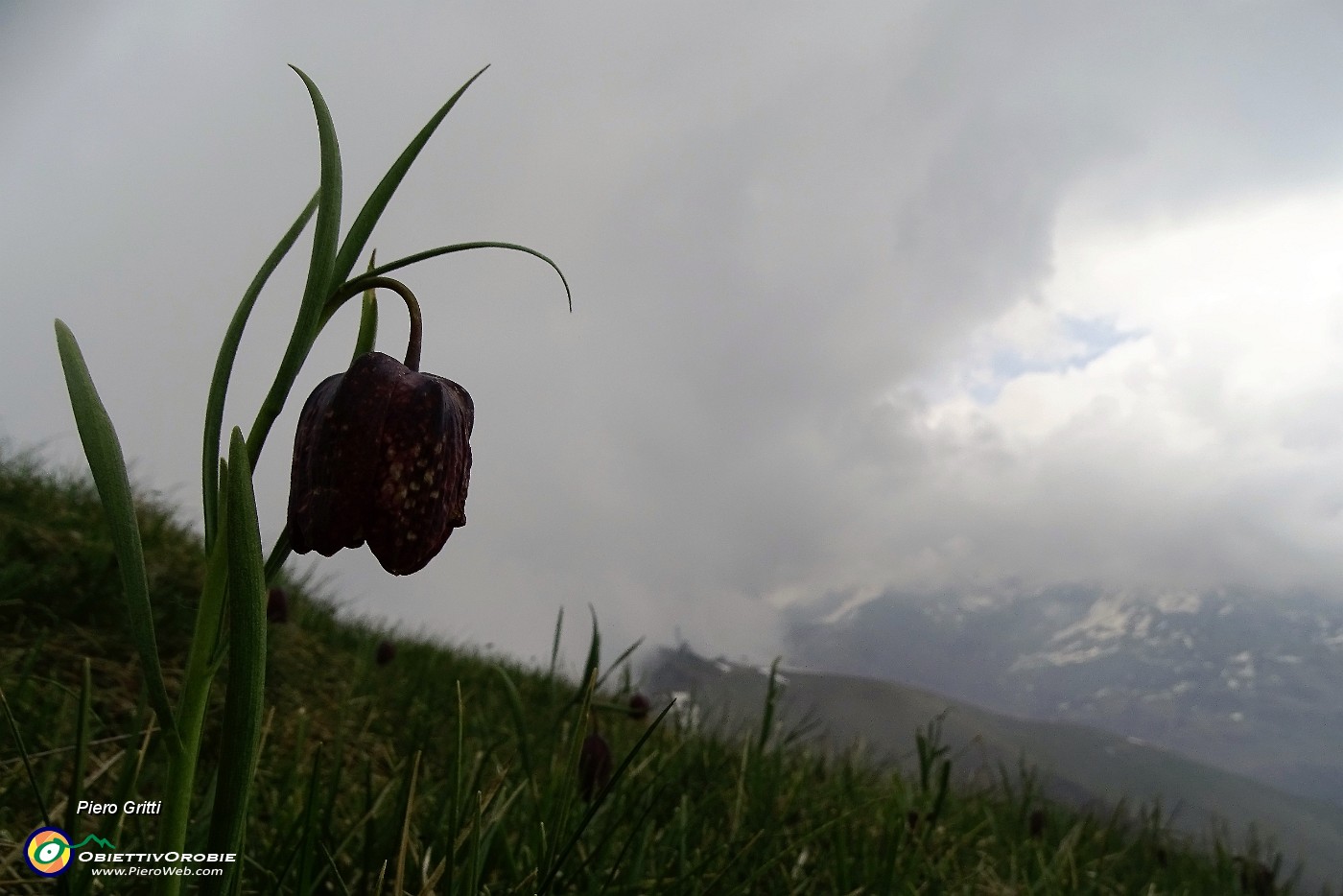 41 Fritillaria.JPG